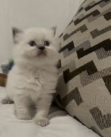 Ragdoll Cats for sale in New York, NY, USA. price: $1,300