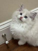 Ragdoll Cats for sale in Rockville, MD 20850, USA. price: $1,199