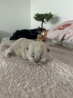 Ragdoll Cats for sale in Torrance, CA, USA. price: $2,000