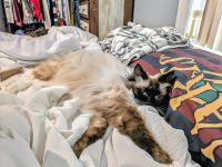 Ragdoll Cats for sale in Winter Haven, FL, USA. price: $1,000