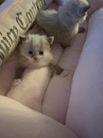 Gorgeous Ragdoll kittens!!!