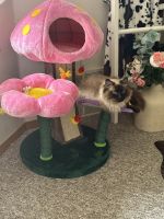 Gorgeous Ragdoll kittens!!!