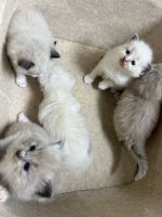 ragdoll kittens
