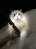 Ragdoll Cats for sale in Germantown, MD, USA. price: $2,500