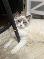 Ragdoll kittens for sale