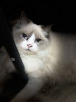 Ragdoll kittens for sale