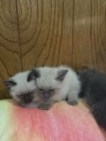 Ragdoll Cats for sale in Arlington, TX 76016, USA. price: $400