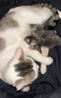 Ragdoll Cats for sale in Rochester, NY, USA. price: $350