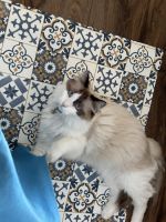 1 year 7 mouths year old RAGDOLL