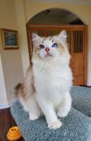 Lovely Ragdoll for sale