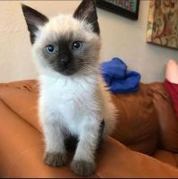 Adorable ragdoll kittens for sale