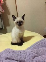 Adorable ragdoll kittens for sale