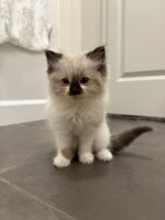 Ragdoll kittens
