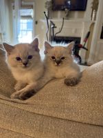 Beautiful purebred ragdoll kitten