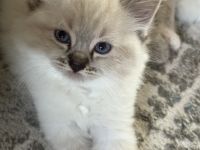 Beautiful purebred ragdoll kitten