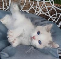 Ragdoll Kitten
