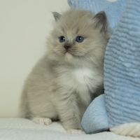 Ragdoll Cats for sale in Memphis, TN, USA. price: $350