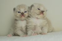 ragdoll kittens