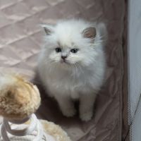 ragdoll kittens