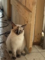 Ragdoll Cats for sale in Colton, NY 13625, USA. price: $1,000