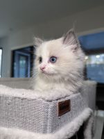 Pure ragdoll