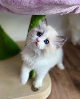 Ragdoll Cats for sale in 300 College Ave, Orangeburg, SC 29117, USA. price: NA