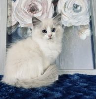 Ragdoll Cats for sale in Davison, MI 48423, USA. price: $1,000