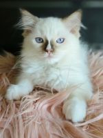 Ragdoll Cats for sale in Seattle, WA 98122, USA. price: $350