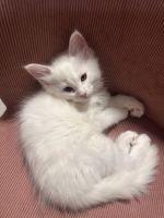 ✨ Ragdoll × Maine Coon Mix Kitten – Odd-Eyed Boy ✨