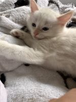 🌟 Blue-Eyed Ragdoll Mix Kittens Looking for Loving Families 🌟