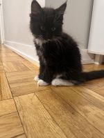 ✨ Ragdoll × Maine Coon Mix Kitten – Odd-Eyed Boy ✨