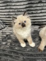 Beautiful Ragdoll kittens