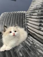 Beautiful Ragdoll kittens