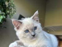 Ragdoll TICA female kitten