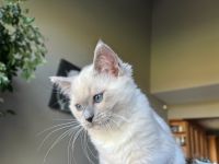 Ragdoll TICA female kitten