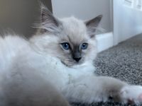 Ragdoll TICA male kitten
