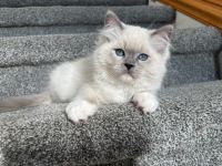 Ragdoll TICA male champion lineage