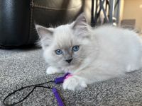 Ragdoll TICA male champion lineage