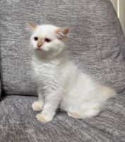 Ragdoll kittens for sale ( sold )
