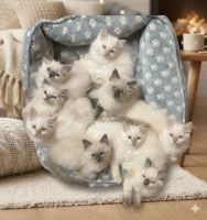 Ragdoll kittens for sale ( sold )