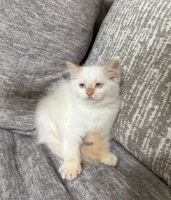 Ragdoll kittens for sale ( sold )