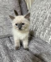 Ragdoll Cats for sale in Dearborn Heights, MI, USA. price: $600