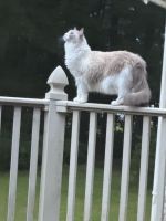 Young male and female ragdolls for Rehoming