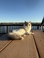 Young male and female ragdolls for Rehoming