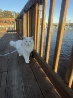 Young male and female ragdolls for Rehoming