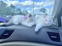 Ragdoll Cats for sale in Jacksonville, NC, USA. price: $300