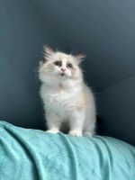 Purebred Ragdoll Kittens