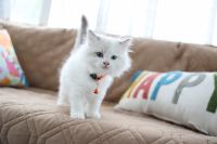 Top Quality Ragdoll Kittens