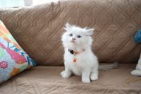 Top Quality Ragdoll Kittens