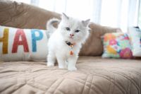 Top Quality Ragdoll Kittens